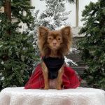 Prairie Lakes Pet Hospital