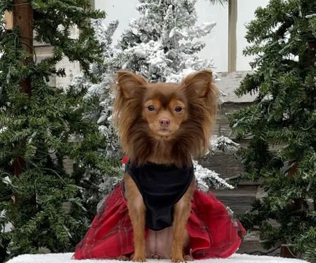 Prairie Lakes Pet Hospital