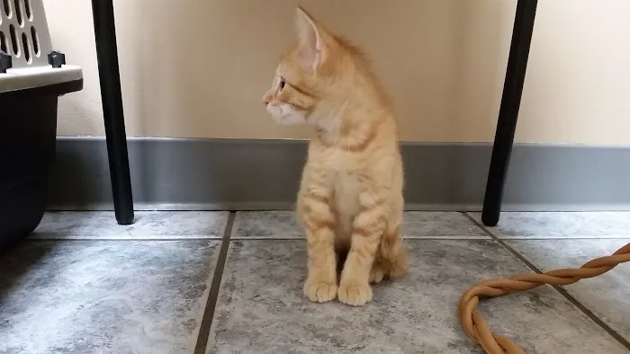 Altoona Veterinary Hospital Picture 1