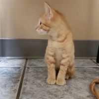 Altoona Veterinary Hospital ico