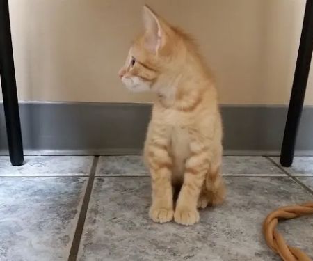 Altoona Veterinary Hospital