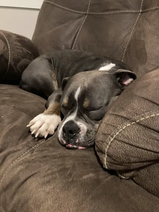 Eastown Animal Hospital Picture 4