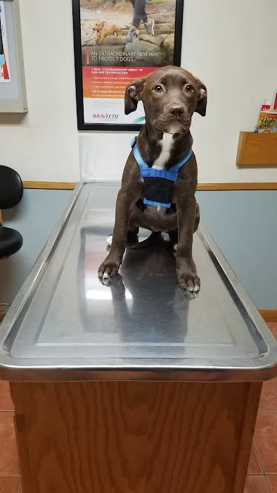 Eastown Animal Hospital Picture 2