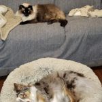 Eastown Animal Hospital