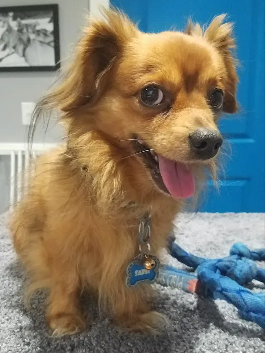 Healing Paws Veterinary Clinic Picture 2