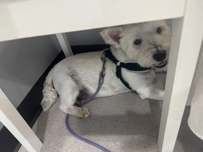 Healing Paws Veterinary Clinic Picture 4