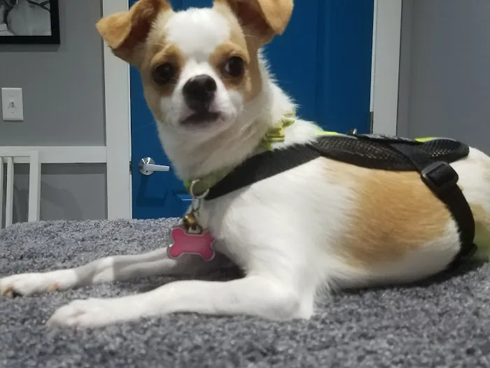 Healing Paws Veterinary Clinic Picture 1