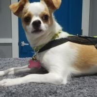 Healing Paws Veterinary Clinic ico