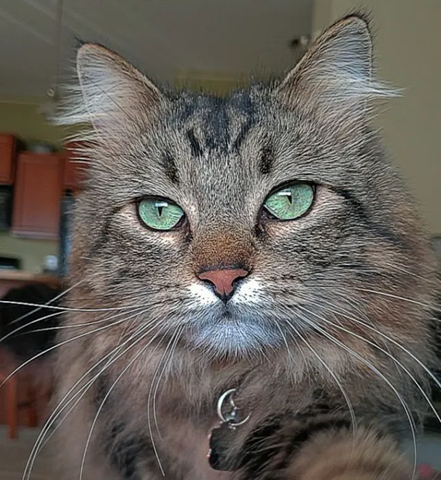 Healing Paws Veterinary Clinic Picture 6