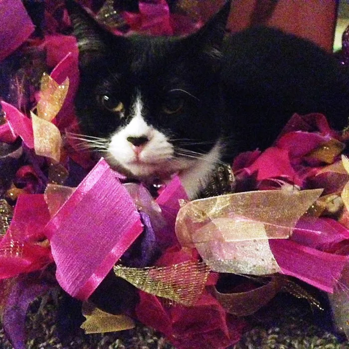 Healing Paws Veterinary Clinic Picture 10