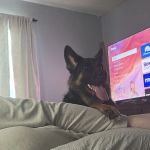 Van Wyk Veterinary Clinic