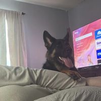 Van Wyk Veterinary Clinic ico