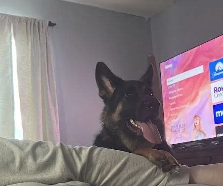 Van Wyk Veterinary Clinic