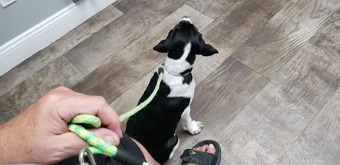 Pella Pets Veterinary Clinic Picture 4