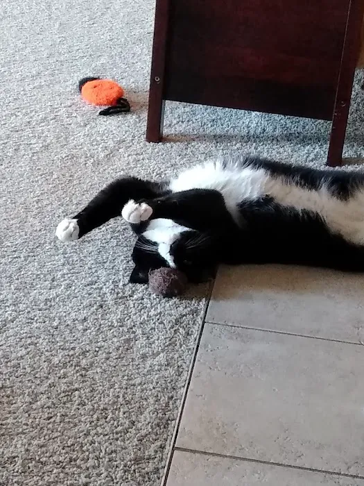 Pella Pets Veterinary Clinic Picture 5