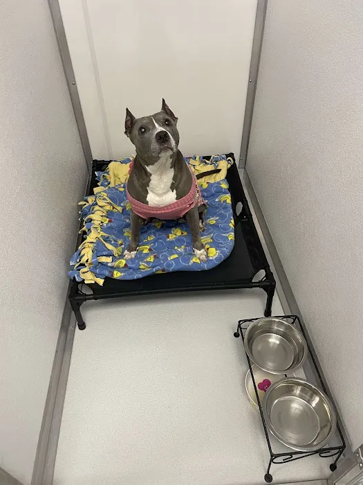 Buddy's Vets - East Picture 3