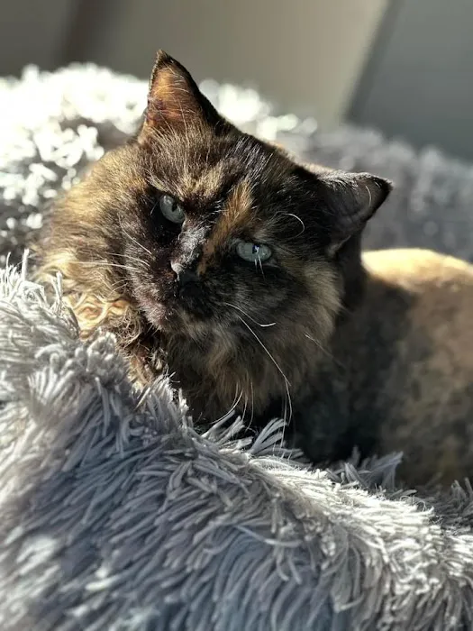 Animal, Clinic, Of, Sturgeon, Bay. Picture 4