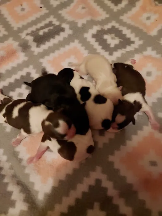 Bayside Vet Clinic Picture 5