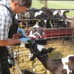 Dairyland Veterinary Service