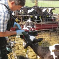 Dairyland Veterinary Service ico