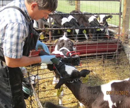 Dairyland Veterinary Service