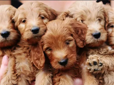 Peninsula Veterinary Hospital Picture 1