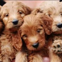 Peninsula Veterinary Hospital ico