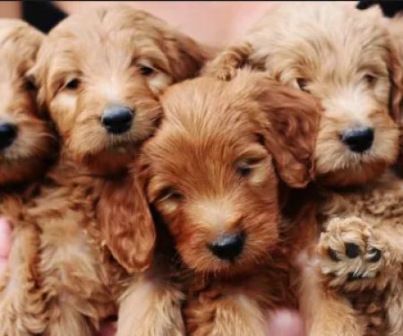 Peninsula Veterinary Hospital