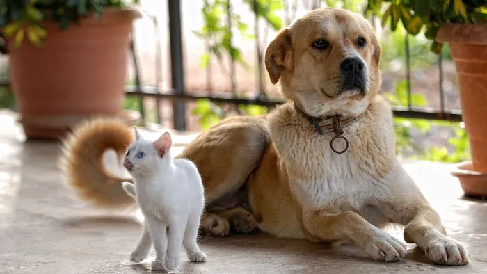 Peninsula Veterinary Hospital Picture 2