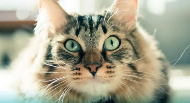 Peninsula Veterinary Hospital Picture 5