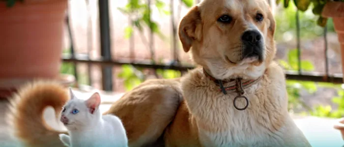 Peninsula Veterinary Hospital Picture 8