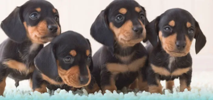 Peninsula Veterinary Hospital Picture 9