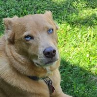 Door County Veterinary Hospital ico