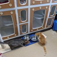 4 Legged Friends ico