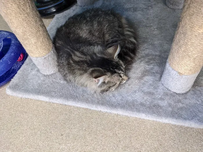 4 Legged Friends Picture 3