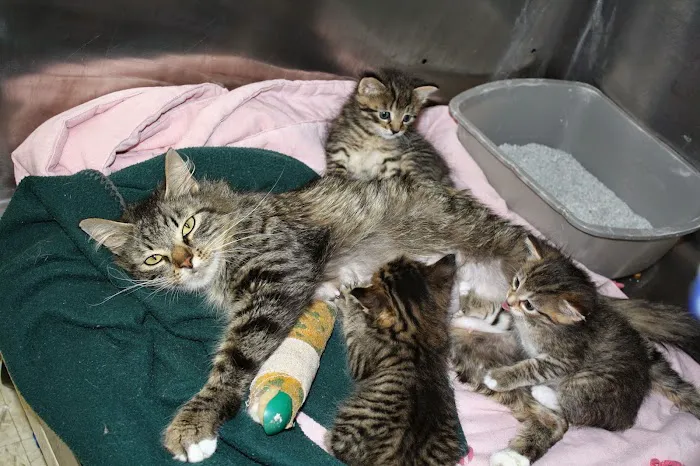 4 Legged Friends Picture 5