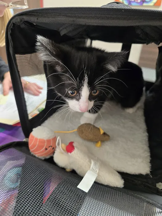 4 Legged Friends Picture 4