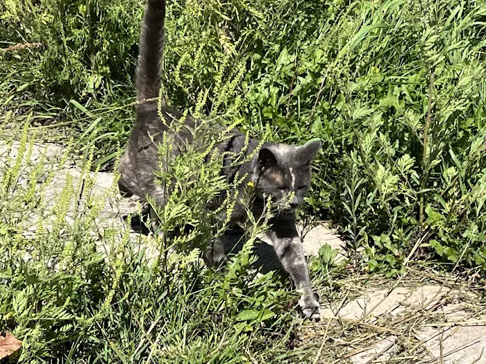 4 Legged Friends Picture 9