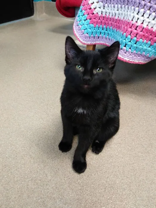 4 Legged Friends Picture 7