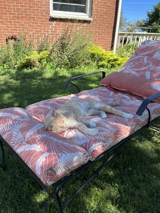 4 Legged Friends Picture 6