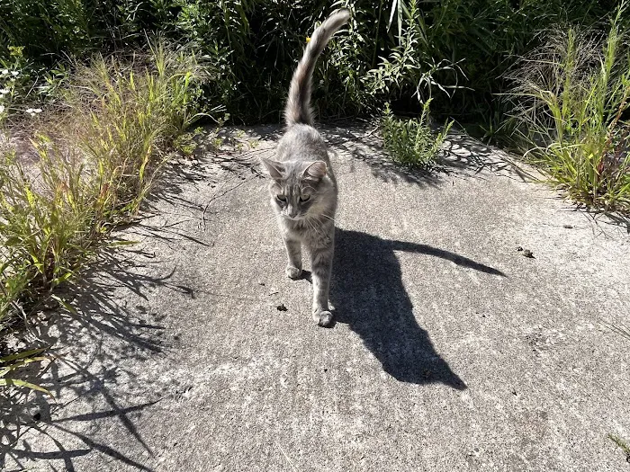 4 Legged Friends Picture 8