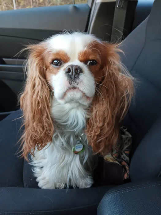 4 Legged Friends Picture 10