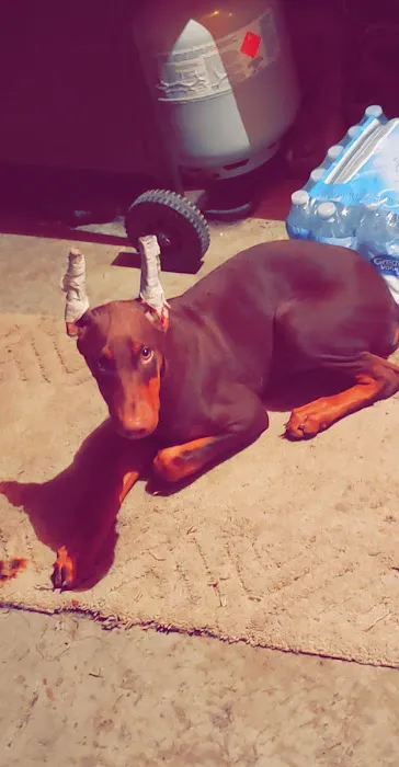 Woodview Veterinary Clinic Picture 2