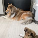 Woodview Veterinary Clinic