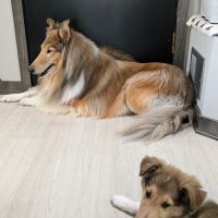 Woodview Veterinary Clinic ico