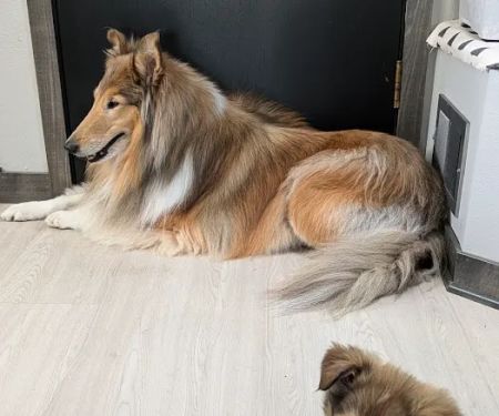 Woodview Veterinary Clinic