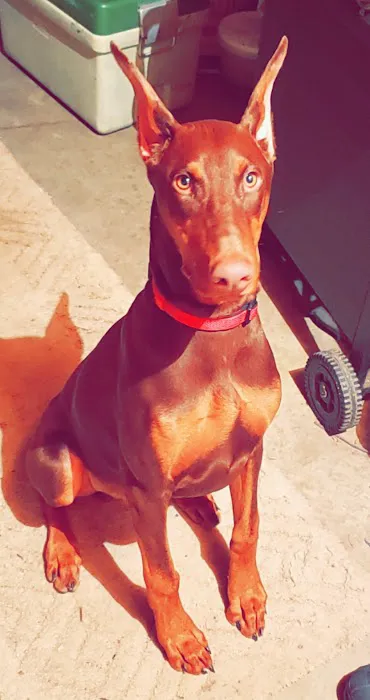 Woodview Veterinary Clinic Picture 7