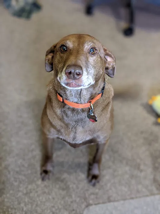 Parkdale Pet Care Picture 10