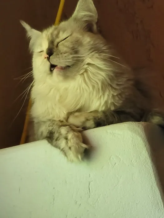 kosmikcattery Picture 5