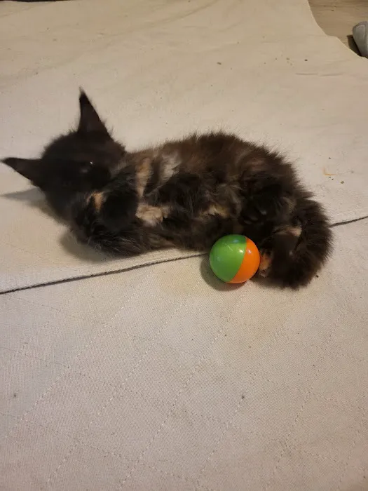 kosmikcattery Picture 3